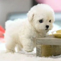 Charly | Realistic Dog for Kids that Responds to Touch
