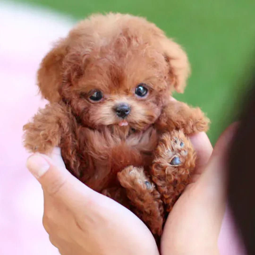 Charly | Realistic Dog for Kids that Responds to Touch