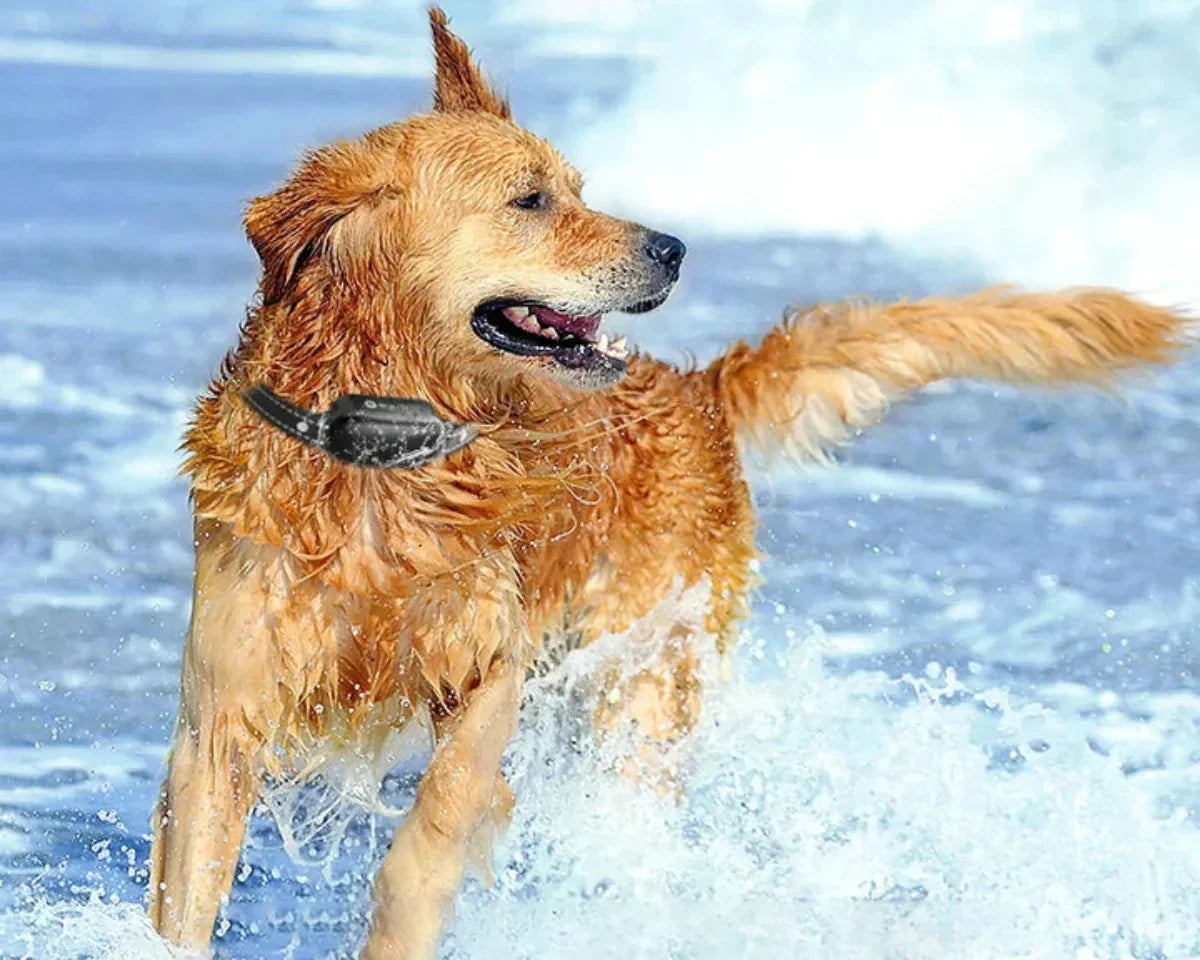 Dog Training Collar - Waterproof Remote E-Collar 1000m Range