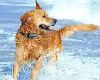 Dog Training Collar - Waterproof Remote E-Collar 1000m Range