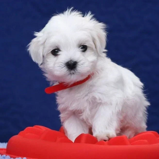 RoboDog™ | Interactive Robot Puppy with Life-like Reactions