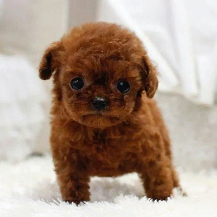 RoboDog™ | Interactive Robot Puppy with Life-like Reactions